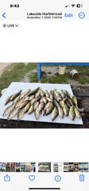 ITS YELLOW PERCH SEASON