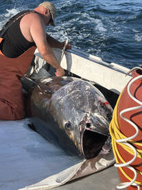 Giant Bluefin season 