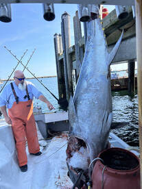 Provincetown Report Photo 1