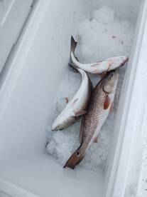 Jace Washington family 