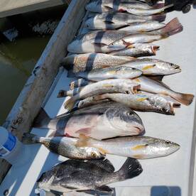 Back Bay Biloxi 3hr morning trip