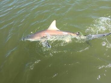 Naples Report Photo 2