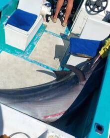 San Jose del Cabo Report Photo 2