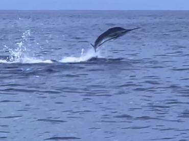 MARLIN!
