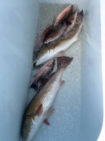 Port Orange Report Photo 2
