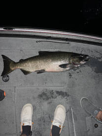 Buffalo Report Photo 2