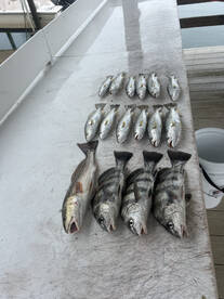 4 Hour Inshore!
