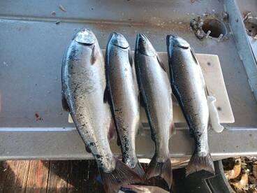 Winchester Bay Report Photo 1