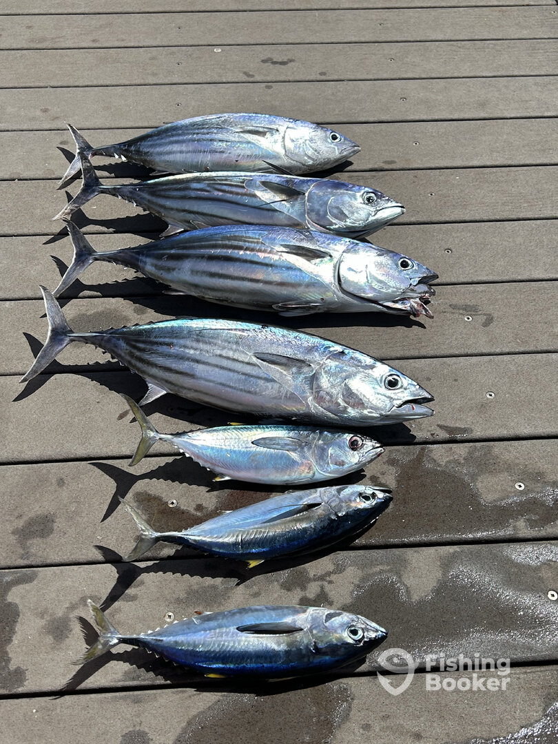 Haleiwa Report Photo 0