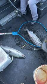 Amazing fishing!
