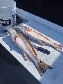 Floodtide redfish