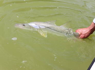 Everglades City Report Photo 2