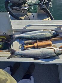 Catching Silver Salmon with trout gear
