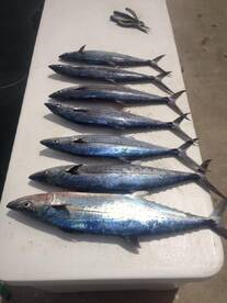 Mackerel bite in San Juan Puerto Rico Fishing