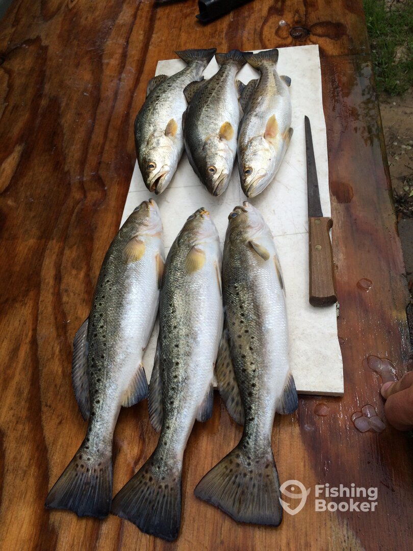 Ocean Springs Report Photo 0