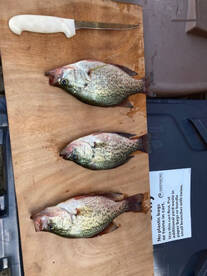 Not The best day of fishing