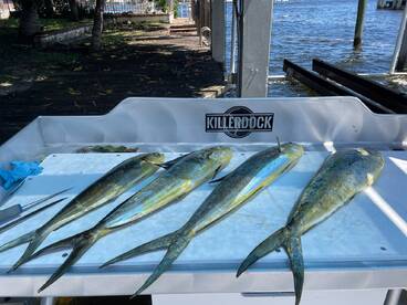 Dolphin (Mahi) migration is here.