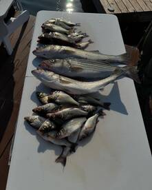 Pasadena Report Photo 2