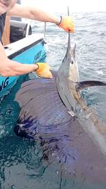 Herradura Report Photo 2