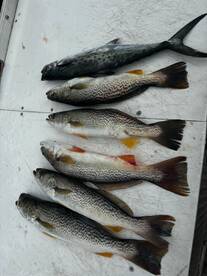 Murrells Inlet Report Photo 2