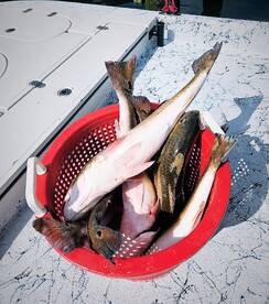 Port Aransas Report Photo 1