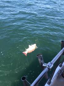 Bruce Cosby fight a nice snapper on the drift line spinning rod aboard the Jus Cuz!