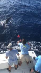 Blue Marlin Day On Champiomship Offshore