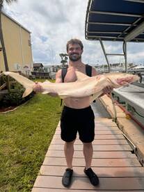 Spanish mackerel and shark 