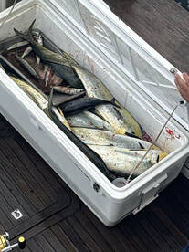 Offshore mahi action