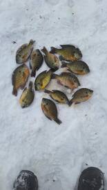 Fox River Report Photo 1