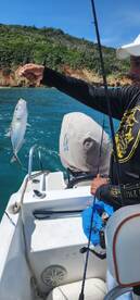 A few rainbow runners, a small cuda, and