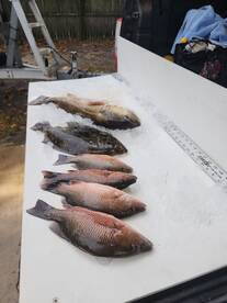 Plenty of rod action