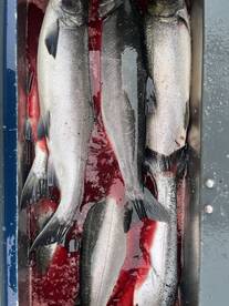 Top Rated Ketchikan Fishing Charters
