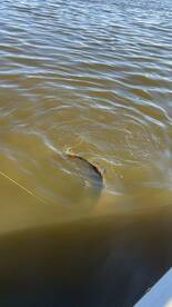 D'Iberville Report Photo 1