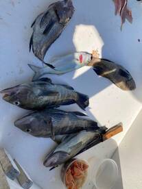 Cape May Report Photo 2