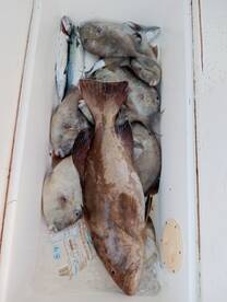 Grouper, trigger fish, rock bass sea tro