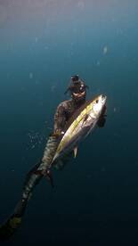 Tuna mayhem
