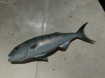 Kailua-Kona Report Photo 2