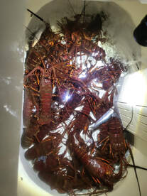 Lobsters are crawling, over 80 cauht !! 