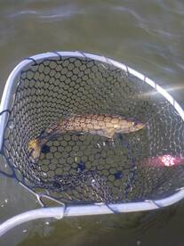 Carrabelle Report Photo 2