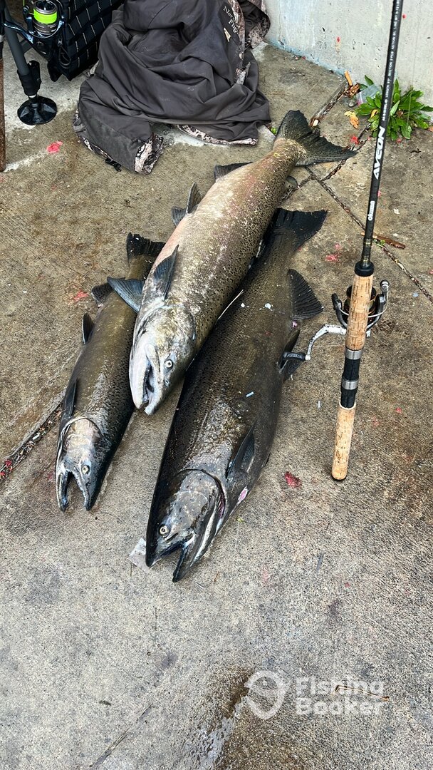 Pulaski Report Photo 0