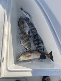 Fairhope Report Photo 2