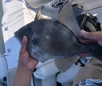 Tog and trigger fish