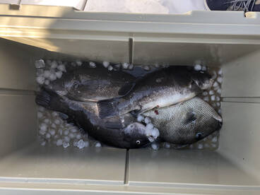 Rehoboth Beach Report Photo 1
