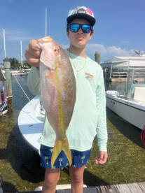 Limit of delicious giant yellow tail sna