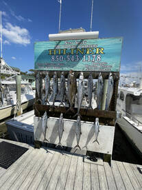 Fall king mackerel