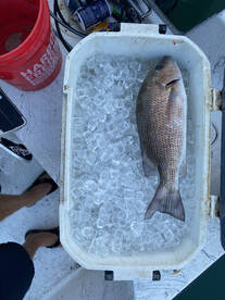 Winter fish are starting to come in!!!