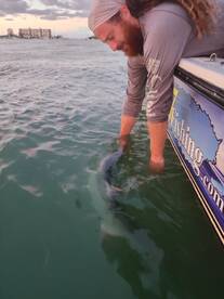 Tarpon and more !