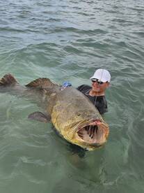 Trophy Goliath grouper!!