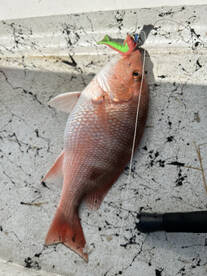 Port Isabel Report Photo 2